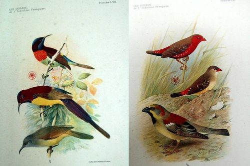 Bộ tranh kỳ thú về các loài chim ở Đông Dương năm 1931