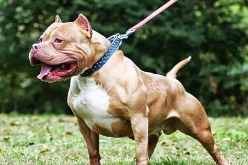 Vụ chó Pitbull cắn chết người: Phải xử lý nghiêm chủ chó