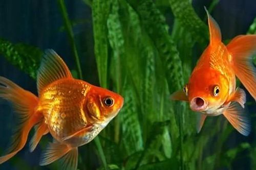 Những điều chưa biết về não cá vàng