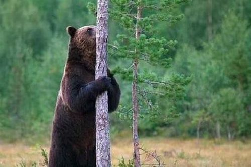 Gấu nâu cọ xát vào cây sẽ hấp dẫn và nhiều bạn tình hơn