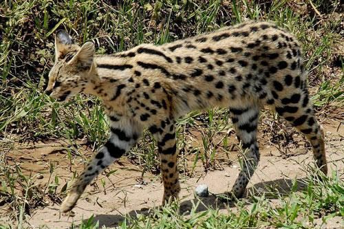 Loài mèo nào chạy nhanh chỉ sau báo cheetah?