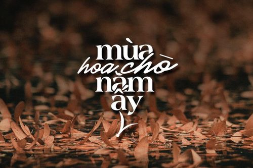 Mùa hoa chò dạt dào kí ức của người Sài Gòn