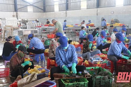 Tổng điều tra kinh tế năm 2021: Bám sát cơ sở để hỗ trợ doanh nghiệp kê khai thông tin đúng và nhanh nhất