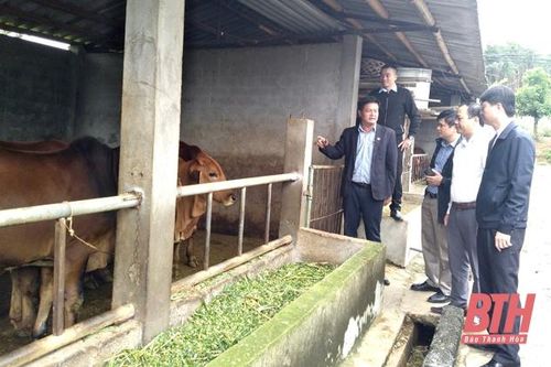 Hiệu quả chăn nuôi bò lai 3B chất lượng cao