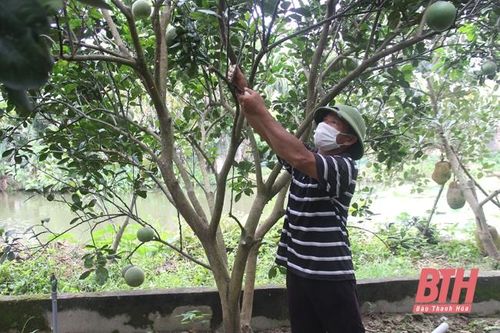Huyện Đông Sơn nhân rộng mô hình vườn mẫu