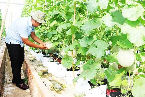 Thử nghiệm mô hình trồng dưa lưới