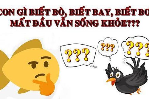 5 câu đố vui tưởng dễ mà đáp án lại khá 'khoai', bạn đoán được bao nhiêu?