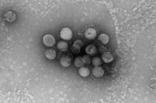 Phát hiện chủng virus corona mới có nguồn gốc từ động vật
