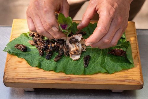 Đầu bếp Mỹ đưa sushi ve sầu vào thực đơn nhà hàng