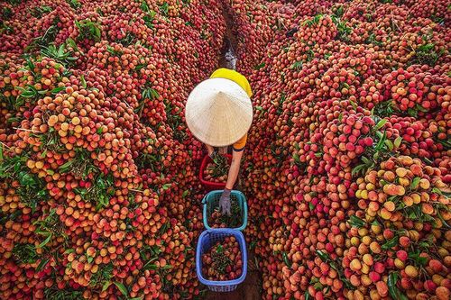 Bộ Công Thương: Hỗ trợ nông dân tiêu thụ nông sản là ưu tiên số 1