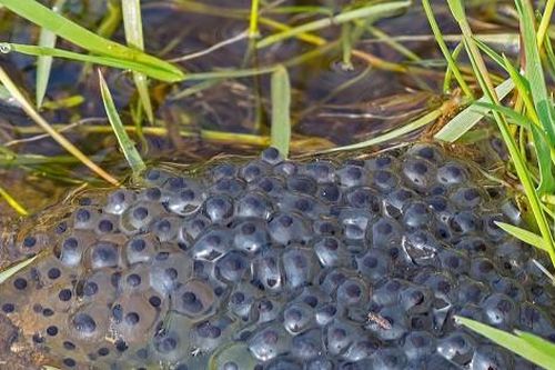 Ba ông cháu ở Tiền Giang nghi ngộ độc trứng cóc, một người tử vong