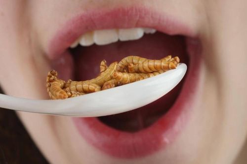 Siêu thực phẩm từ sâu bột