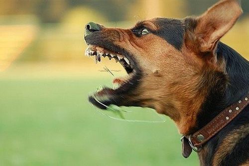 Cháu bé 3 tuổi bị chó hàng xóm tấn công phải nhập viện cấp cứu