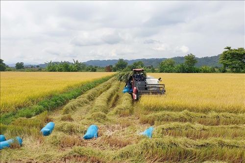 Nâng tầm cho sản phẩm lúa gạo