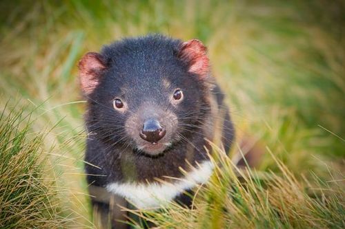 Quỷ Tasmania xuất hiện trở lại lục địa Australia sau 3.000 năm