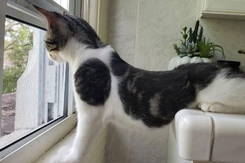 Những chú chó, mèo có độ 'hóng hớt' cao nhất thế giới