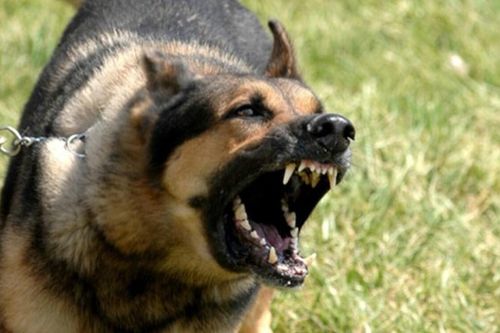 Sau vụ chó Pitbull tấn công chết người, lại thêm vụ bé trai 3 tuổi bị chó cắn nát mặt gây sợ hãi