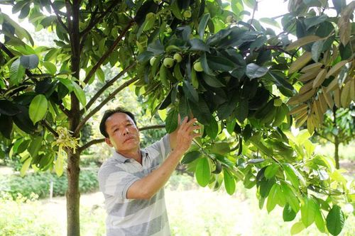 Hướng đến xây dựng thương hiệu''Măng cụt Cát Tiên''