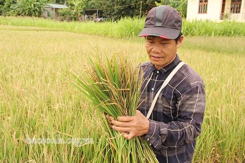 Tường Thượng mất mùa lúa xuân