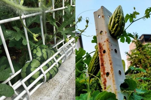 Cây quả trong vườn 'rủ nhau bỏ trốn', gia chủ cười ra nước mắt