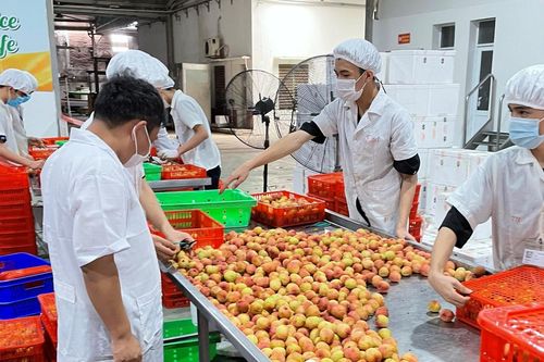 Nhật Bản tạm ủy quyền cho Việt Nam giám sát khử khuẩn vải thiều xuất khẩu