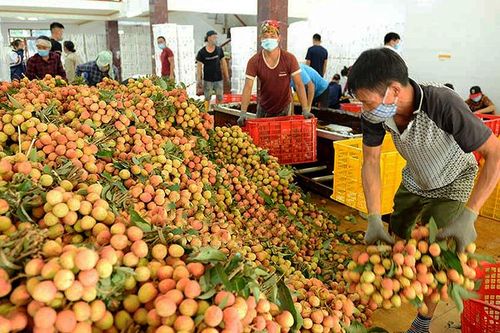 Hỗ trợ Bắc Giang, Hải Dương tiêu thụ nông sản, ổn định sản xuất