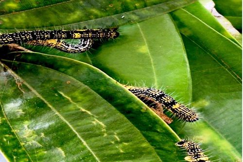 Dập dịch sâu hại hơn 80 ha quế ở Lào Cai
