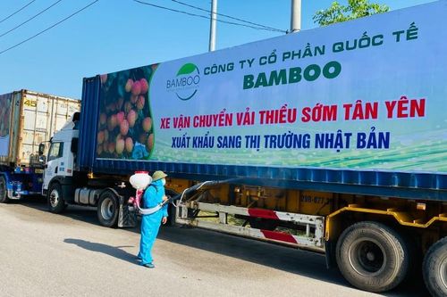 Xuất hành vải thiều sớm Tân Yên sang Nhật Bản