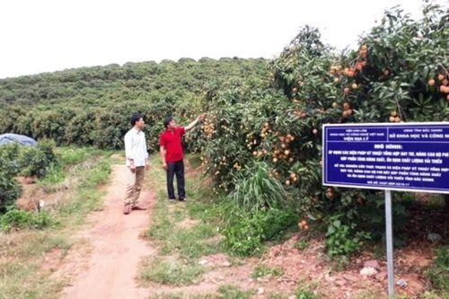 Hỗ trợ tỉnh Bắc Giang tiêu thụ nông sản