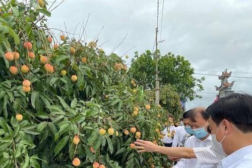Vải thiều Việt Nam gây được tiếng vang sau 1 năm xâm nhập thị trường Nhật Bản