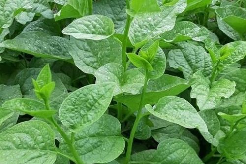 Hãy nhớ 3 không khi ăn mồng tơi để tránh rước họa vào thân!
