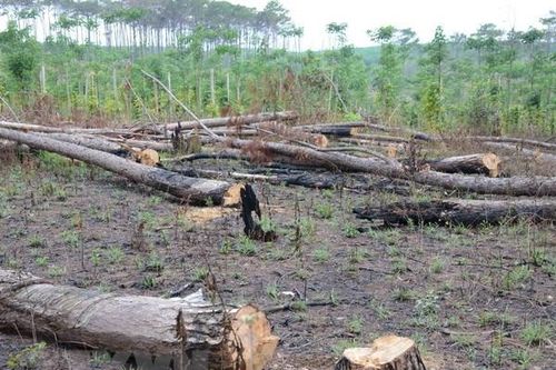 Đắk Nông chặt gần 7.000 cây thông chết khô ven hai quốc lộ