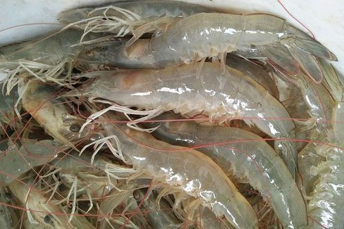 Đánh giá tác động việc nuôi tôm thẻ chân trắng trong vùng nước ngọt
