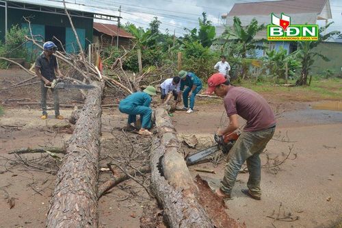 Đắk Nông chặt gần 7.000 cây thông chết khô ven quốc lộ