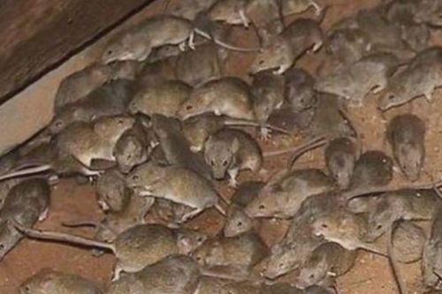 'Đại dịch chuột' lan khắp Australia có thể kéo dài 2 năm