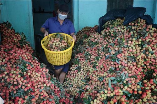 Tạo thuận lợi cho hoạt động xuất khẩu hàng nông sản qua biên giới