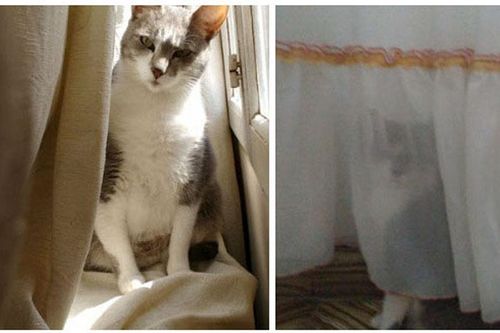 Hành động kỳ quặc của các 'boss' mèo khiến 'sen' dở khóc dở cười