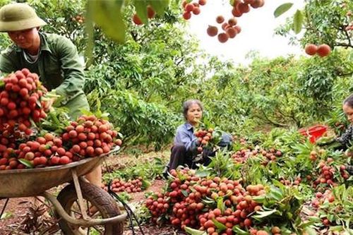 Bộ Công thương vào cuộc hỗ trợ Bắc Giang tiêu thụ nông sản trong tâm dịch