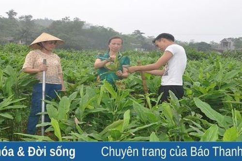 Trồng riềng góp phần nâng cao đời sống người dân ở Cán Khê