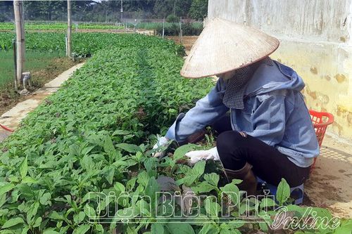 Thanh Hưng chuyển đổi cơ cấu cây trồng hiệu quả