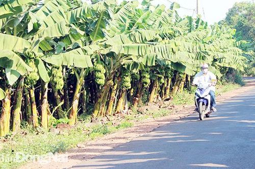 Xây dựng các dự án liên kết trong sản xuất nông nghiệp