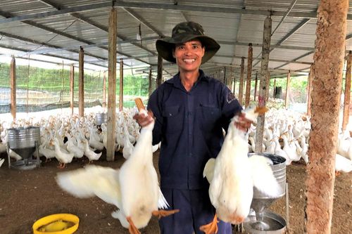Làm giàu từ nuôi vịt Super
