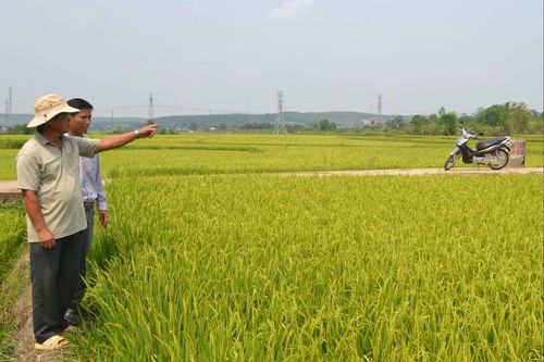 Gạo thơm Đăk La