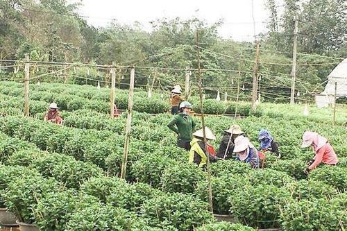Nông dân Gio Châu thi đua sản xuất, kinh doanh giỏi