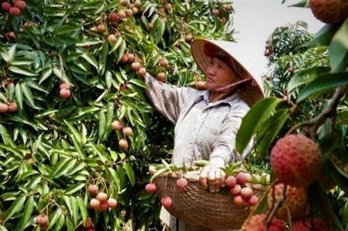 Vải thiều Bắc Giang được chăm sóc ở 'Vùng vải an toàn dịch bệnh'