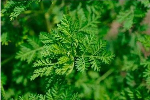 Thanh hao hoa vàng: Dược liệu có nhiều công dụng quý