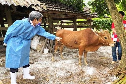 Nhiều địa phương chưa thực hiện tốt chỉ đạo của Thủ tướng trong phòng, chống dịch bệnh viêm da nổi cục
