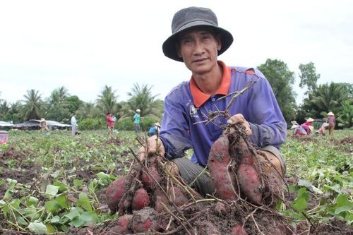 Khoai lang ở Vĩnh Long rớt giá