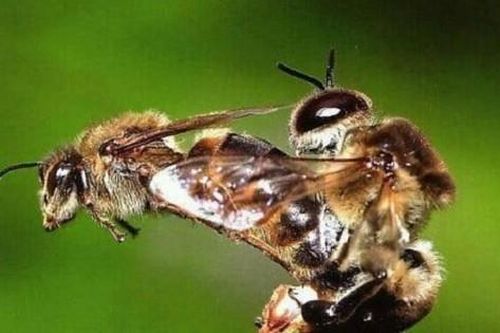 Bí mật thú vị về 'bãi yêu' ong mật đực đợi ong chúa đến giao phối