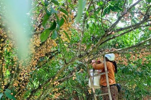 Mùa dâu da chi chít từ gốc đến ngọn, nông dân thu tiền triệu mỗi vụ